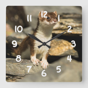 Wachsamer Weasel Quadratische Wanduhr
