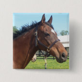 Wachsames arabisches PferdeButton Button (Vorderseite)