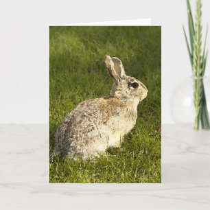 Wachsames Buuny Feiertagskarte