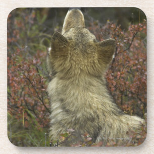 Wachsames junges Schnüffeln des grauen Wolfs Untersetzer