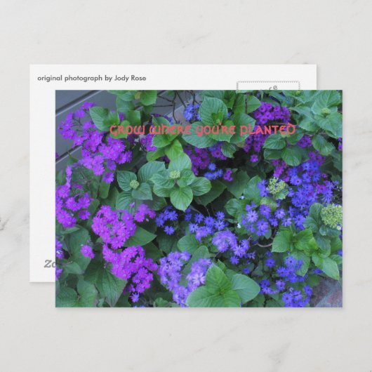 wachsen, wo Sie gepflanzt sind Postkarte (Vorne/Hinten)