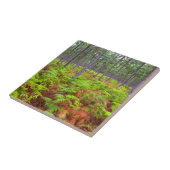 Wachsende Bracken (Pteridium Aquilinum) Fliese (Seite)