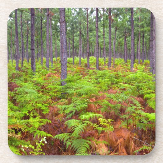 Wachsende Bracken (Pteridium Aquilinum) Getränkeuntersetzer (Vorderseite)