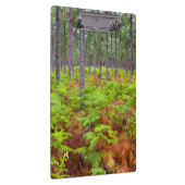 Wachsende Bracken (Pteridium Aquilinum) Klemmbrett (Rechts)