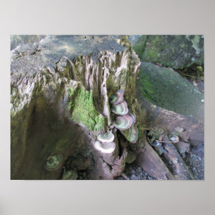 Wachstum in Limahuli Gärten Poster