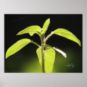 Wachstum Poster (Vorne)