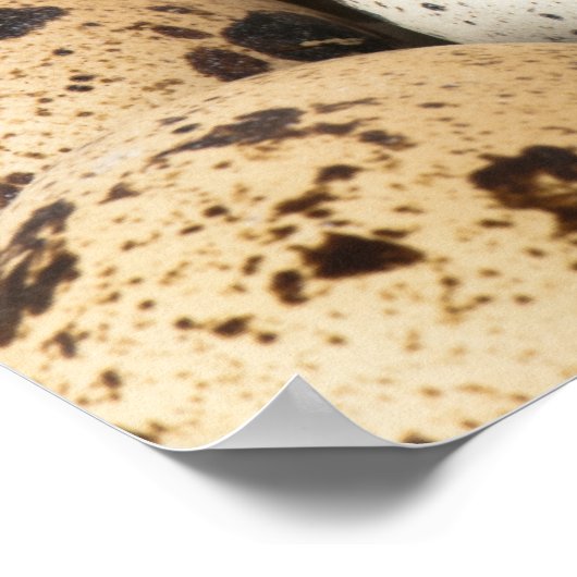 Wachteier Poster (Ecke)