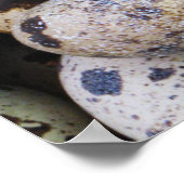 Wachteier Poster (Ecke)