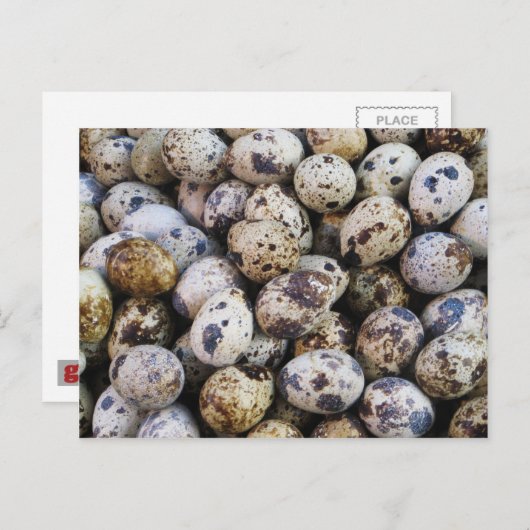 Wachteier Postkarte (Vorne/Hinten)