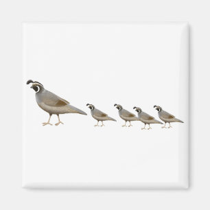 Wachtel-Familien-Magnet Magnet