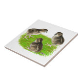 Wachtel-Küken Fliese (Seite)