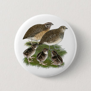 Wachtelfamilie der Gattung Coturnix Button