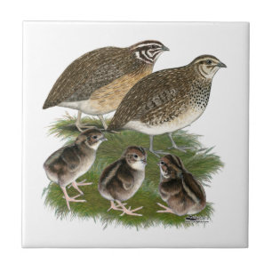 Wachtelfamilie der Gattung Coturnix Fliese
