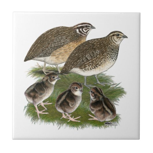 Wachtelfamilie der Gattung Coturnix Fliese (Vorderseite)