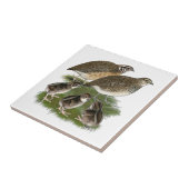Wachtelfamilie der Gattung Coturnix Fliese (Seite)