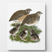 Wachtelfamilie der Gattung Coturnix Fotoplatte (Vorderseite)
