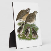 Wachtelfamilie der Gattung Coturnix Fotoplatte (Seite)