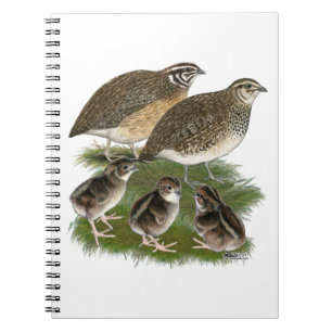 Wachtelfamilie der Gattung Coturnix Notizblock