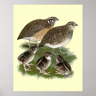 Wachtelfamilie der Gattung Coturnix Poster