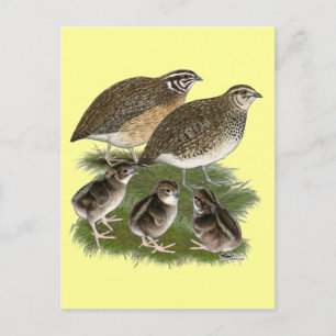 Wachtelfamilie der Gattung Coturnix Postkarte