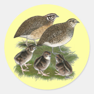 Wachtelfamilie der Gattung Coturnix Runder Aufkleber