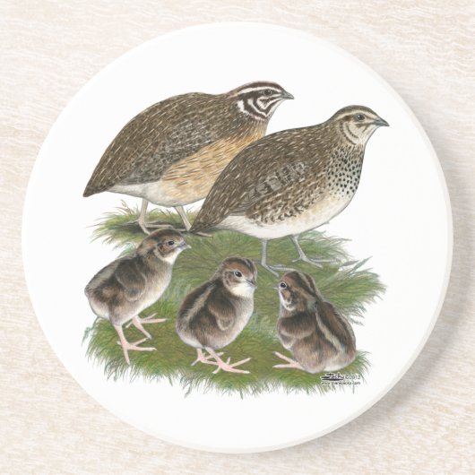 Wachtelfamilie der Gattung Coturnix Untersetzer (Vorne)