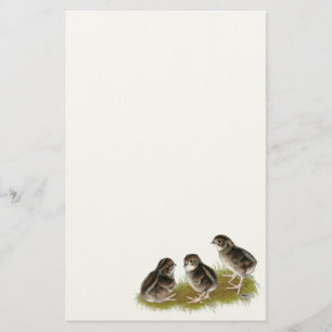 Wachtelküken der Coturnix Briefpapier
