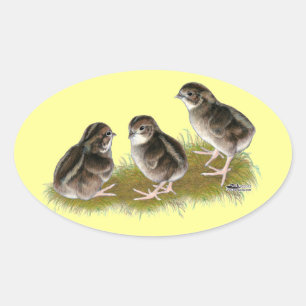 Wachtelküken der Coturnix Ovaler Aufkleber