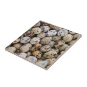 Wachteln, Huaraz, Cordillera Blanca, Ancash Fliese (Seite)