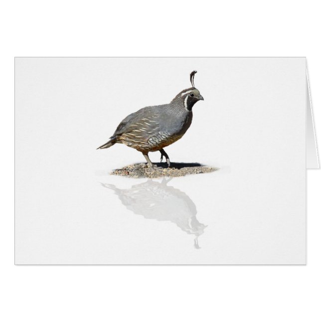 WACHTELN REFLEKTIERT (Vorderseite (Horizontal))