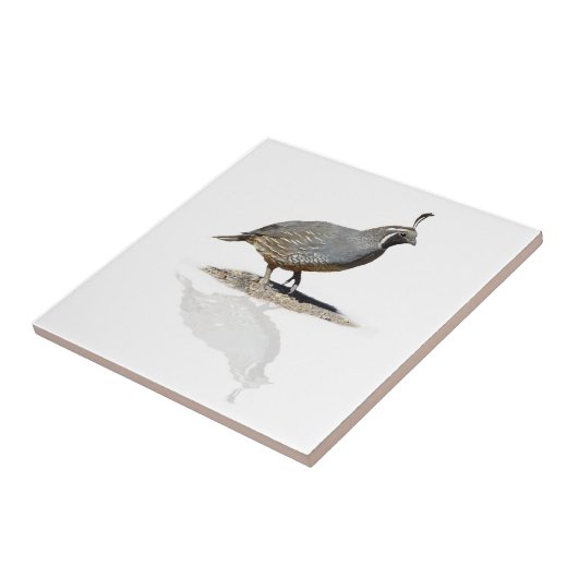 WACHTELN REFLEKTIERT FLIESE (Seite)