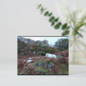 Wächter des Glen Postkarte (Stehend Vorderseite)
