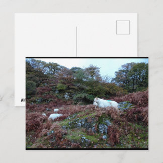 Wächter des Glen Postkarte