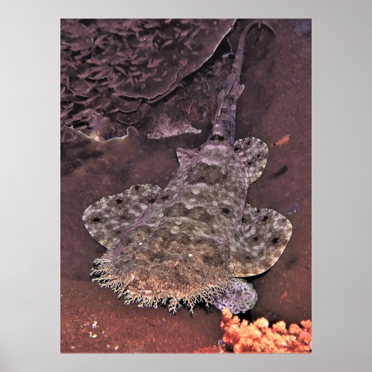 Wacky Weird Wobbegong Poster (Vorne)