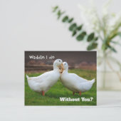 Waddle I Do Funny Ducks Postkarte (Stehend Vorderseite)