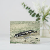 Wadi-Al-Hasa, Beduinenzelt, Jordanien Postkarte (Stehend Vorderseite)