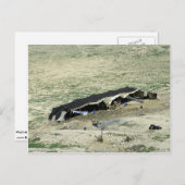 Wadi-Al-Hasa, Beduinenzelt, Jordanien Postkarte (Vorne/Hinten)