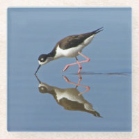 Wading Bird Calm Water Reflection Foto Nature