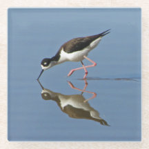 Wading Bird Calm Water Reflection Foto Nature