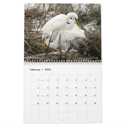 Wading Birds of the USA - Original 2024 Calendar Kalender (Feb 2026)