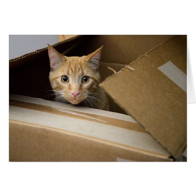 Waffeln in einer Kasten-Miezekatze-Karte (Vorderseite (Horizontal))