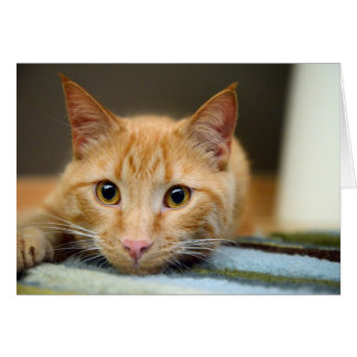 Waffles die Therapie-Katze