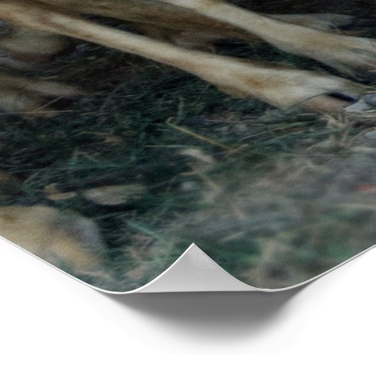 Wage, anders zu sein! Sheepdog Sprichwort ... Poster (Ecke)