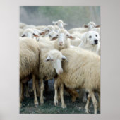 Wage, anders zu sein! Sheepdog Sprichwort ... Poster (Vorne)