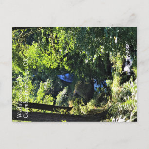 Wahkeena Falls, OR Postkarte