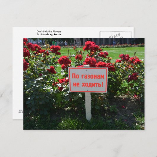 Wählen Sie nicht die Blume, St. Petersburg, Russla Postkarte (Vorne/Hinten)