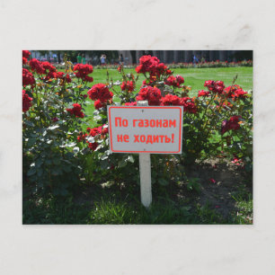 Wählen Sie nicht die Blume, St. Petersburg, Russla Postkarte