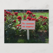 Wählen Sie nicht die Blume, St. Petersburg, Russla Postkarte (Vorderseite)