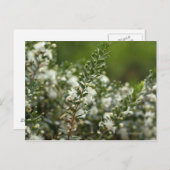 wahre Myrte in Blume Postkarte (Vorne/Hinten)