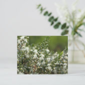 wahre Myrte in Blume Postkarte (Stehend Vorderseite)